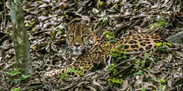 EE. UU. invertirá 17 millones de dólares para la conservación de la biodiversidad