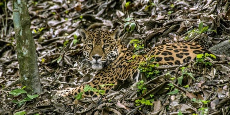 EE. UU. invertirá 17 millones de dólares para la conservación de la biodiversidad