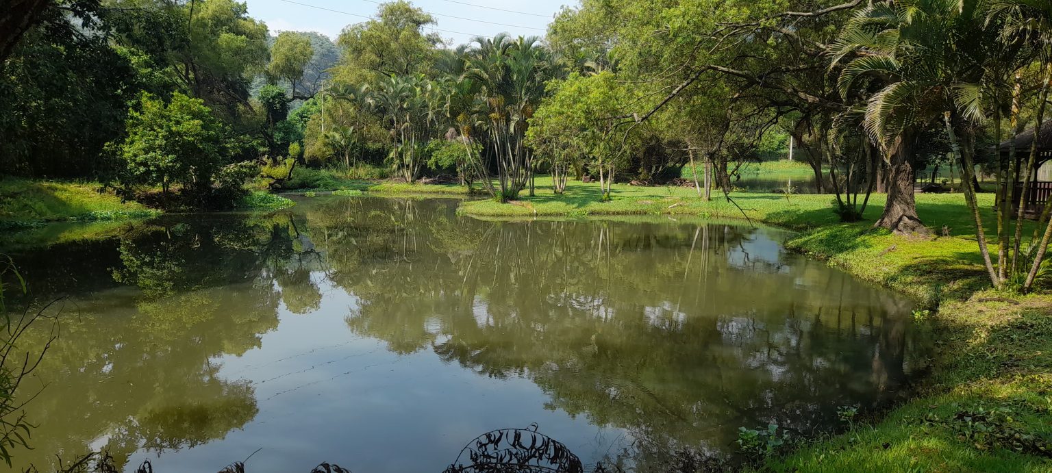 Laguna en condominio de Amatitlán donde el Conap inspecciona sobre posible existencia de cocodrilos. / Foto: Conap.