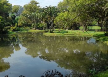 Laguna en condominio de Amatitlán donde el Conap inspecciona sobre posible existencia de cocodrilos. / Foto: Conap.