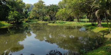 Laguna en condominio de Amatitlán donde el Conap inspecciona sobre posible existencia de cocodrilos. / Foto: Conap.