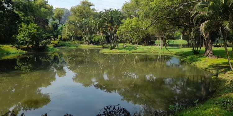 Laguna en condominio de Amatitlán donde el Conap inspecciona sobre posible existencia de cocodrilos. / Foto: Conap.