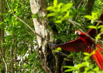 Liberan 20 guacamayas rojas en parque nacional Laguna del Tigre