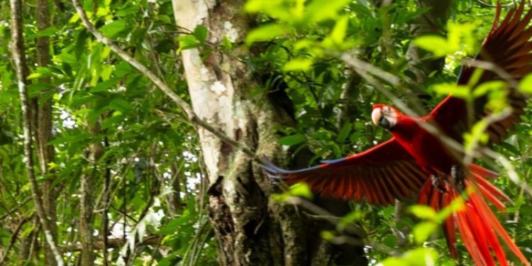 Liberan 20 guacamayas rojas en parque nacional Laguna del Tigre