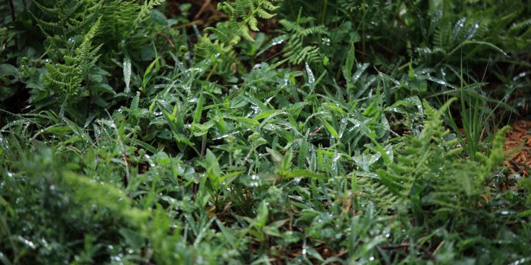 MAGA monitorea 132 municipios de 14 departamentos que podrían verse afectados en sus cultivos por las condiciones climatológicas. / Foto: MAGA.