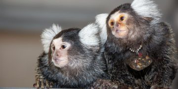 Los monos tití, que habitan en selvas tropicales, tienen la capacidad de diferenciarse por nombre, señala estudio.