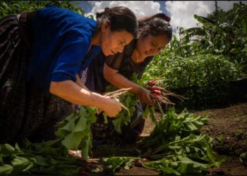 Más de mil mujeres ahorran e implementan huertos comunitarios en Alta Verapaz