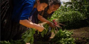 Más de mil mujeres ahorran e implementan huertos comunitarios en Alta Verapaz