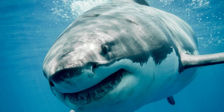 Los grandes tiburones también se pueden cazar entre ellos