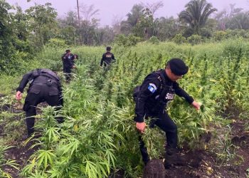 La erradicación de más de 64 mil plantas de marihuana representa un golpe significativo para los grupos delictivos.
