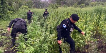 La erradicación de más de 64 mil plantas de marihuana representa un golpe significativo para los grupos delictivos.