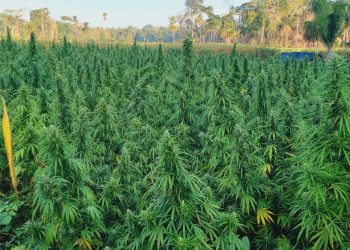 Las plantas de marihuana se encontraron en una zona montañosa de Petén. /Foto: PNC.