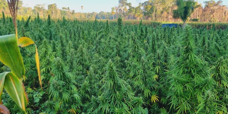 Las plantas de marihuana se encontraron en una zona montañosa de Petén. /Foto: PNC.