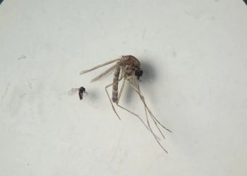 Estas enfermedades probablemente se transmiten a través de la picadura de jején C paraensi y el mosquito Culex quinquefasciatus. /Foto: OMS.