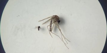 Estas enfermedades probablemente se transmiten a través de la picadura de jején C paraensi y el mosquito Culex quinquefasciatus. /Foto: OMS.