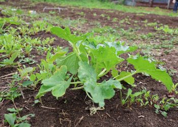 Con la asistencia técnica del MAGA, estos huertos se consolidan como espacios clave para la formación de futuros líderes agrícolas. / Foto: MAGA.
