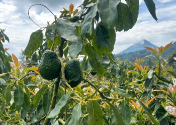 A través del Visar, se llevarán a cabo los registros e inspecciones de los cultivos de aguacate hass. / Foto: MAGA