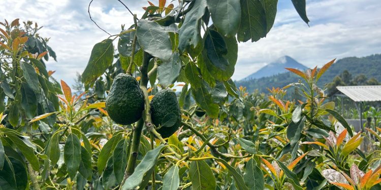 A través del Visar, se llevarán a cabo los registros e inspecciones de los cultivos de aguacate hass. / Foto: MAGA
