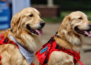 Campaña de vacunación antirrábica inicia el 6 de octubre. /Foto: MSPAS.