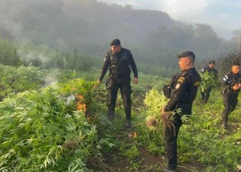 Más de 177 mil matas de marihuana destruidas en Petén