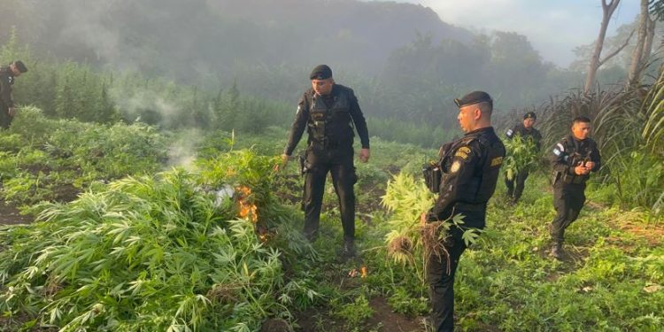 Más de 177 mil matas de marihuana destruidas en Petén