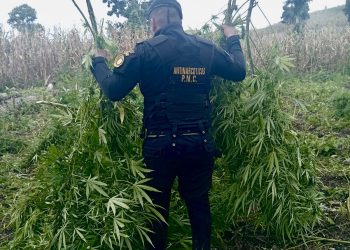 Erradican 70 mil plantas de marihuana en Petén