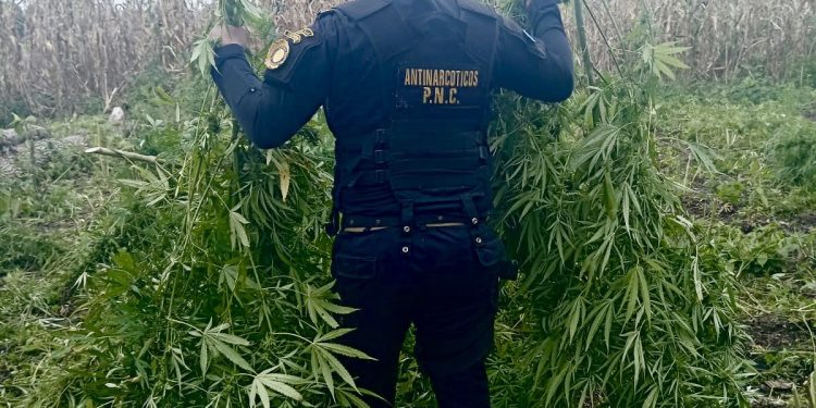 Erradican 70 mil plantas de marihuana en Petén