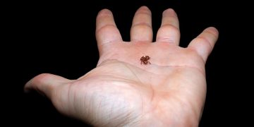 El "sapo pulga" hallado mide menos de un centímetro. / Foto: EFE/Lucas Machado Botelho/Projeto Dacnis.