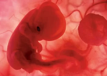 Analizan el papel del desarrollo embrionario en mamíferos. / Foto: La Razón