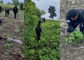 Erradicación de marihuana en Petén. / Foto: PNC.