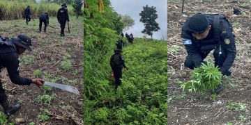 Erradicación de marihuana en Petén. / Foto: PNC.