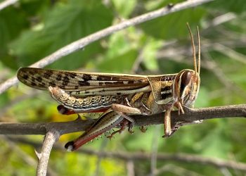 Langosta voladora. / Foto: MAGA.