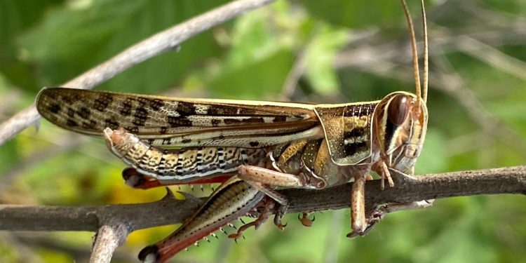 Langosta voladora. / Foto: MAGA.