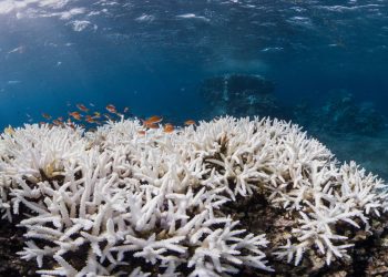 Blanqueamiento de coral pone en riesgo arrecifes. / Foto: Coral Reef Alliance.