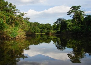 Bosque amazónicos están en peligro por explotación de combustibles fósiles. / Foto: Mongabay Latam.