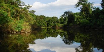 Bosque amazónicos están en peligro por explotación de combustibles fósiles. / Foto: Mongabay Latam.