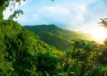 Bosques tropicales están experimentando cambios de temperatura. / Foto: Ecología Verde.
