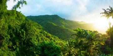 Bosques tropicales están experimentando cambios de temperatura. / Foto: Ecología Verde.