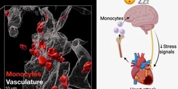 El cerebro y corazón se interconectan después de un infarto para propiciar la recuperación del segundo a través del sueño. /Imagen: EFE