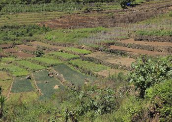 Guatemala participa en el programa Agro-Innova del IICA, donde presentó avances en la conservación de suelos.