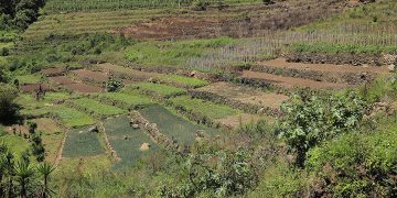 Guatemala participa en el programa Agro-Innova del IICA, donde presentó avances en la conservación de suelos.