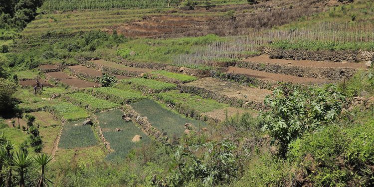 Guatemala participa en el programa Agro-Innova del IICA, donde presentó avances en la conservación de suelos.