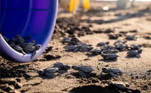 Conap realiza liberación de tortuga marina en la Playa el Paredón