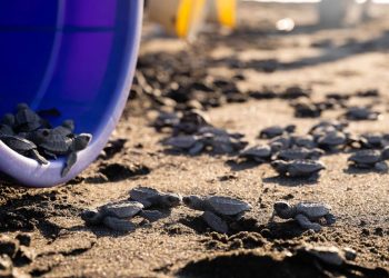 Conap realiza liberación de tortuga marina en la Playa el Paredón