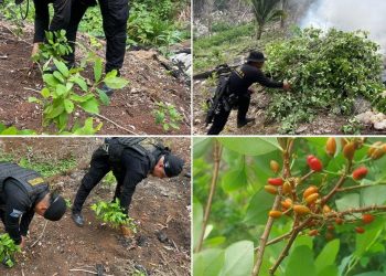 Agentes de la SGAIA de la PNC localizaron y erradicaron más de 40 mil arbustos de hoja de coca en Lívingston, Izabal.