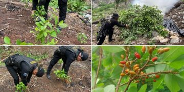 Agentes de la SGAIA de la PNC localizaron y erradicaron más de 40 mil arbustos de hoja de coca en Lívingston, Izabal.