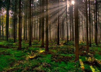 Siete de los árboles europeos más comunes resisten bien los cambios drásticos de hábitat