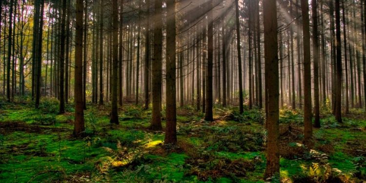 Siete de los árboles europeos más comunes resisten bien los cambios drásticos de hábitat