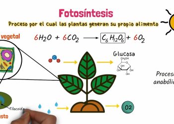 Estudio revela cómo hacer que las plantas produzcan sin luz ni tierra. / Imagen: YouTube.