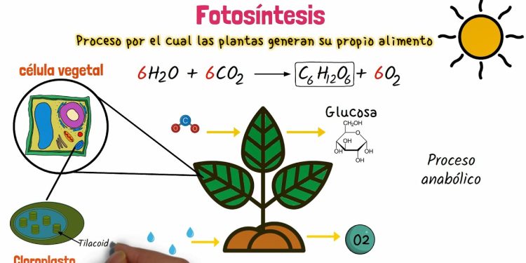 Estudio revela cómo hacer que las plantas produzcan sin luz ni tierra. / Imagen: YouTube.